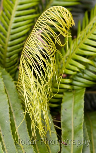 Lord Howe Island_20061211_068.jpg